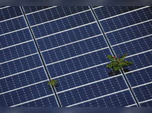 FILE PHOTO: Plants grow through an array of solar panels in Fort Lauderdale