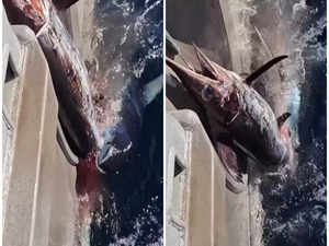 Fishing crew fights off 8-foot-long shark over a swordfish; Extraordinary moment captured on camera; Watch