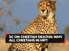 SC concerned over rising cheetah deaths, asks why all cheetahs in Madhya Pradesh