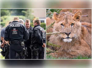 Lioness on loose in Berlin? Authorities tell residents to stay indoors. See what happened
