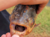 Young angler's surprising catch: Fish with human-like teeth found in Oklahoma pond