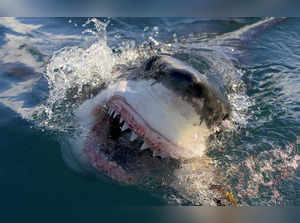 Jason Momoa hosts Discovery's 'Shark Week,' featuring feeding frenzies and junkie sharks