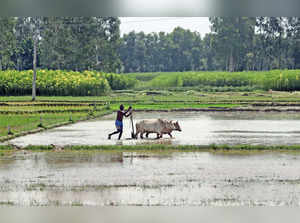 South Dinajpur, July 23 (ANI): An agriculture labourer  ploughs his paddy field ...