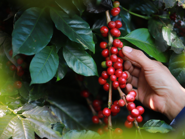 Coffee cultivation and harvesting