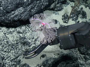 Deep ocean targeted for mining is rich in unknown life