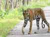 After devouring her two cubs, injured Corbett tigress eats third cub too