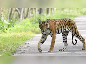 Tigress lunges at tourists sitting in Gypsy near Corbett Tiger Reserve