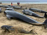 Nearly 100 pilot whales stranded on Australian beach, half dead despite efforts