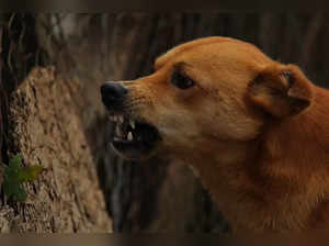 Dog bites 14 people in 16 hours in UP district