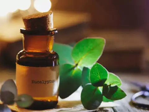 Eucalyptus oil