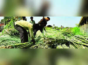 Monsoon Woes: Sugarcane Shortage Likely to Dilute Ethanol Blending