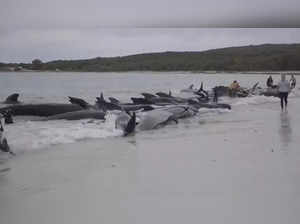 50 Whales get stranded, die in Western Australia, know the reasons