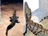 Mumbai rains: Crocodile rescued from a chawl, python found on 13th floor of a building