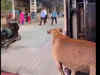 Special commuter: Stray dog travels via Mumbai local train; netizens react