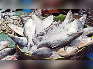 100-tonne hilsa catch in Hooghly raises hope for city retail mkts