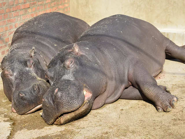 ​Hippopotamus​