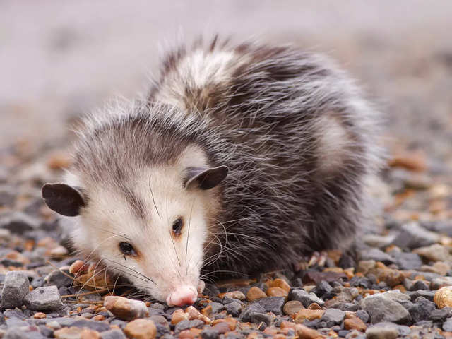?Opossum?