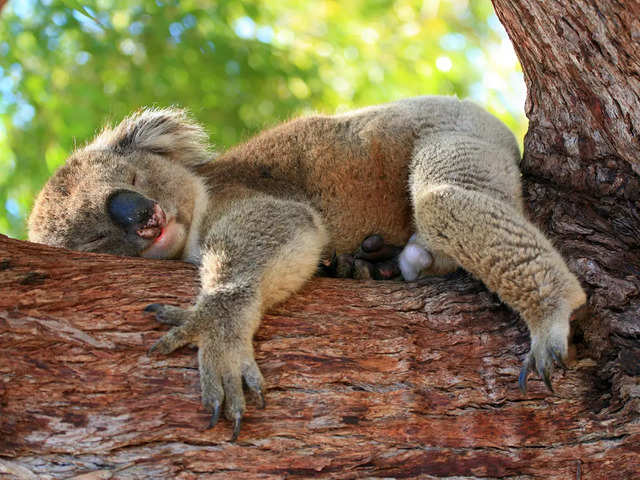 ​Koala​