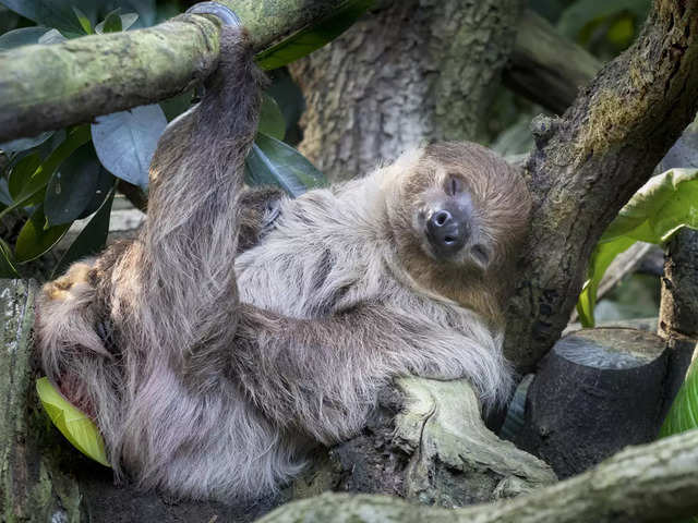 ?Sloth?