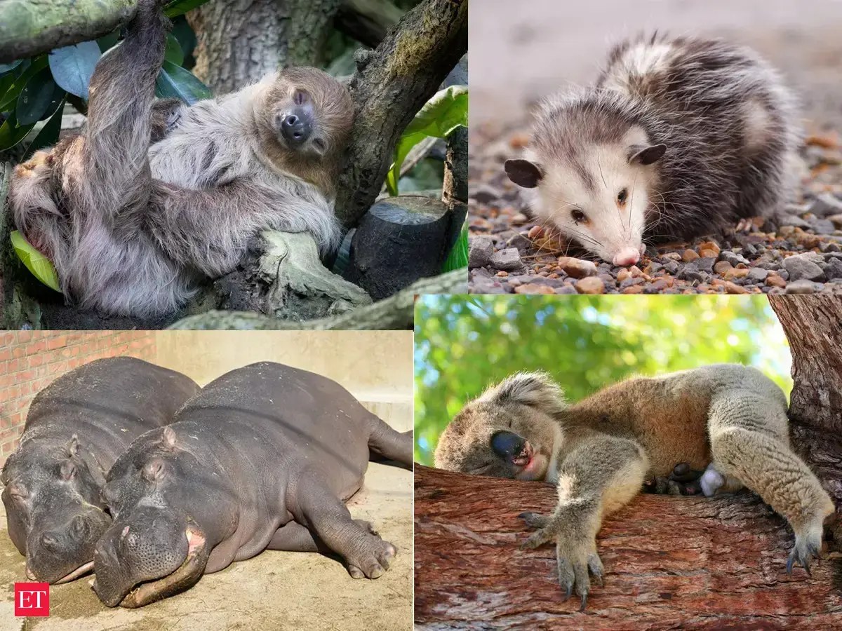 From sloths to koalas, meet the laziest animals in the world - Laziest ...
