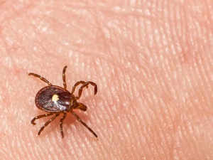 What is alpha-gal syndrome — the life-threatening meat allergy linked to tick bites