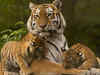 International Tiger Day 2023: What is Tiger called in other languages in India?