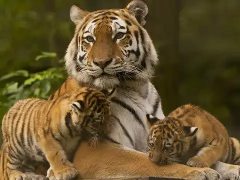 ​Malayalam​