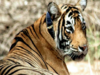 Male tiger tragically killed in snare meant for deer in Tamil Nadu's Sathyamangalam Tiger Reserve