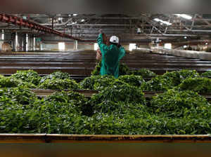 A worker sorts green tea leaves at the Kambaa Tea Factory in Githunguri