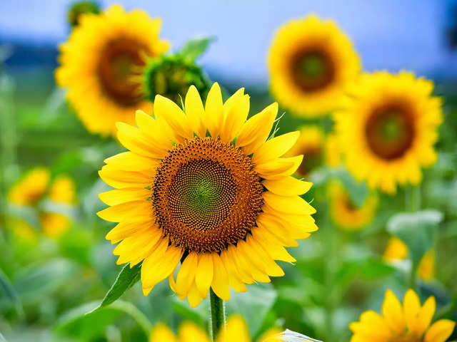 ​Sunflowers​