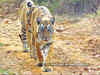 Bihar's Valmiki Tiger Reserve records 75% rise in tiger population