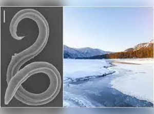 Roundworm frozen 46,000 years ago in Siberia Permafrost revived
