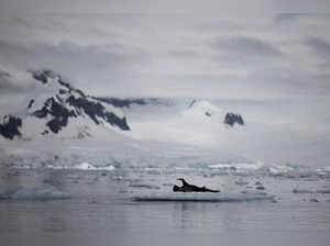 FILE PHOTO: A seal is seen on ice that floats near Fournier Bay, Antarctica