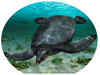 Jurassic period marine turtle fossil uncovers by scientists. What we know so far