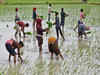 Rice planting gathers pace as monsoon rains revive