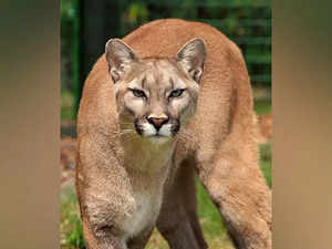 US: 8-year-old injured after being attacked by cougar in Olympic National Park