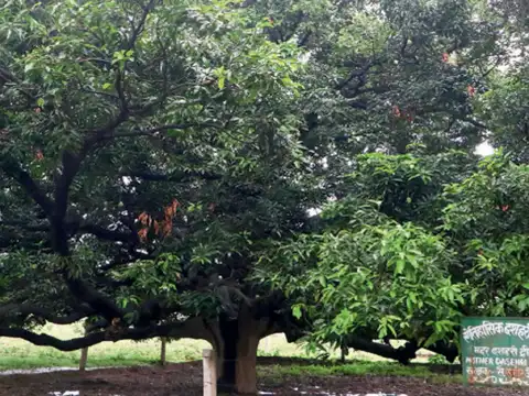 Avoid Standing Under Trees
