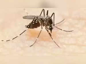 Private hospitals in Kolkata see rise in dengue admissions