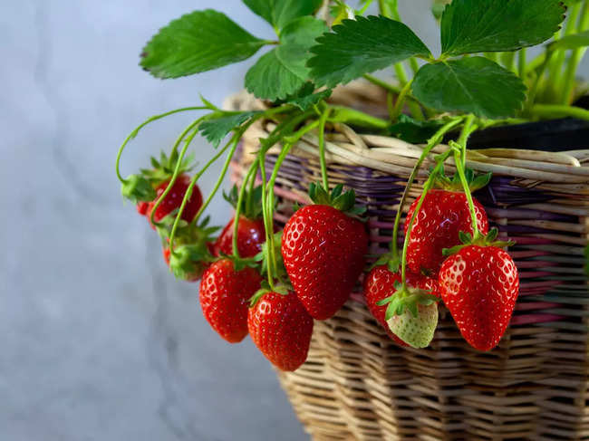 strawberries_iStock