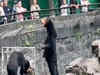 Chinese zoo denies its Malayan sun bears are humans dressed in costumes, says, 'Our bears are real'