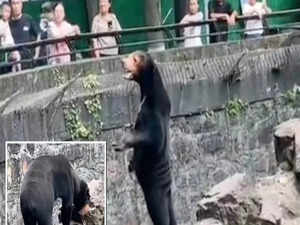 Sun bears in Chinese zoo are humans? Here's what authorities have said