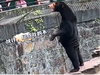 Is that a bear? Or is that a man? China zoo finds itself in a weird controversy
