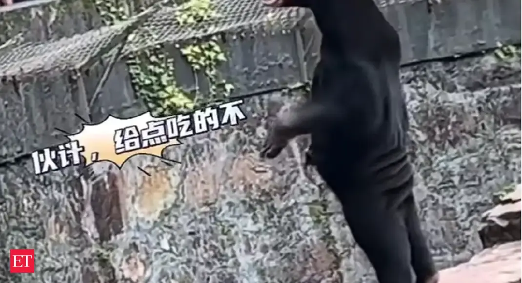 Is that a bear? Or is that a man? China zoo finds itself in a weird controversy - Vimarsana News