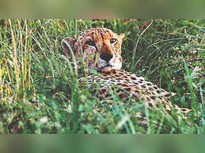 Kuno cheetah deaths