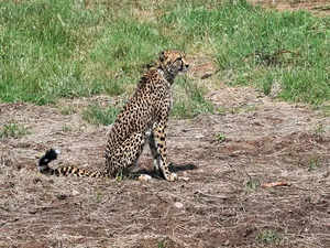 One more cheetah dies at Kuno National Park in Madhya Pradesh
