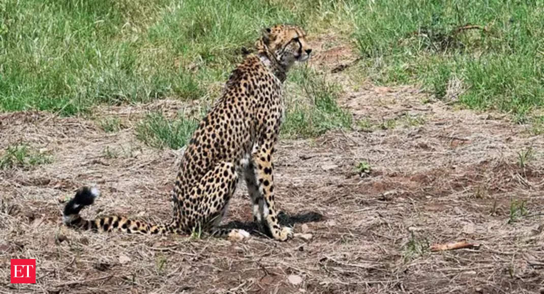 Cheetahs developing thick coats in anticipation of African winter leading to fatal infections in Indian conditions: Experts