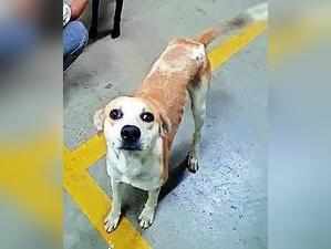 Residents announce ₹25k for info on missing dog