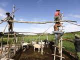 Farmers build a shelter for animals