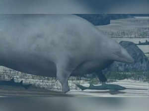 What is a colossal whale? Know about the newly discovered whale which can be heaviest animal ever