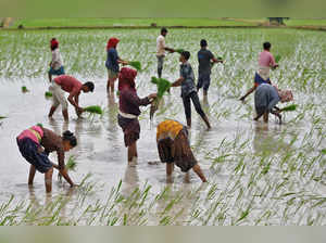 Robust rains accelerate rice planting in India